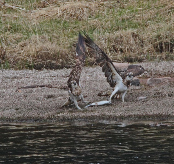 Ospreys fighting over fish - Owls, Raptors, Corvids & Doves