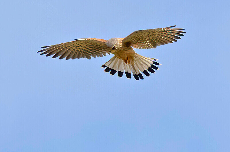 Lesser Kestrel. - Lesvos April/May 2023