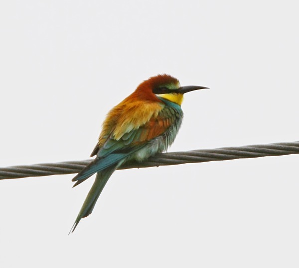 European Bee Eater - Norfolk, Spring 2012