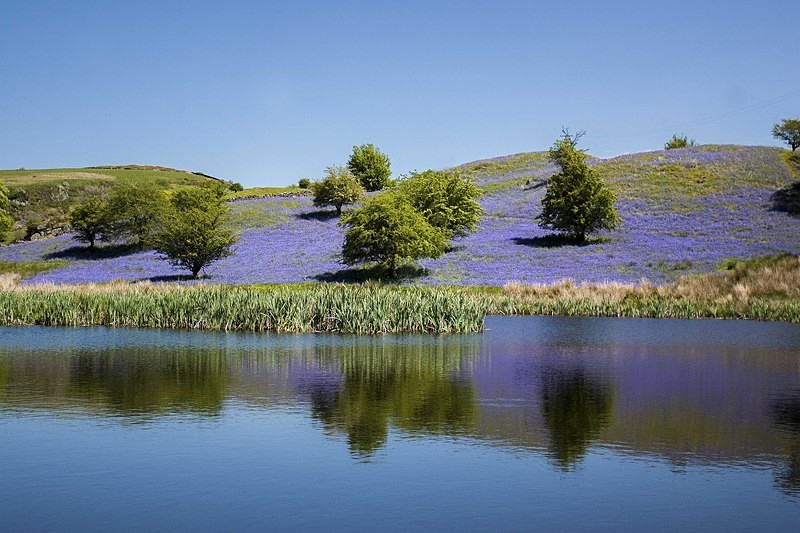 Bluebell Reflections - Mid Wales