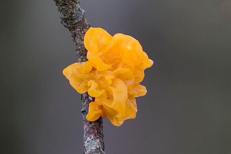 Witches Butter - Jelly's