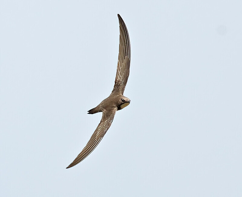 Alpine Swift - Lesvos 2025
