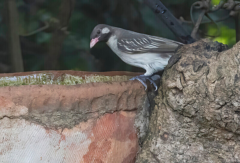 Greater Honeyguide, adult - The Gambia Nov/Dec 2023