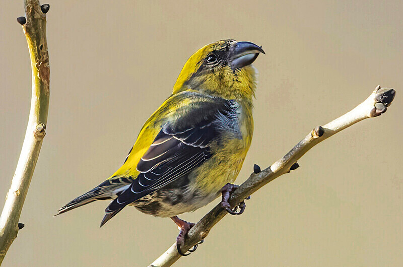 Crossbill - Crossbills