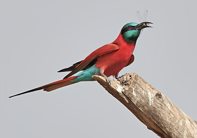 Northern Carmine Bee Eater - The Gambia January 2026