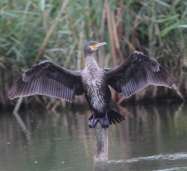 Cormorant - Norfolk, Autumn 2011