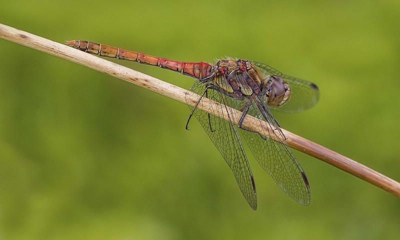 Common Darter - Dragonflies and Damselflies