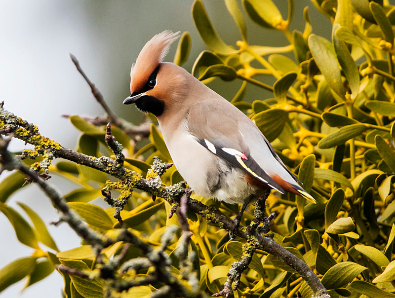Waxwing - Cuckoos, Shrikes & Waxwings