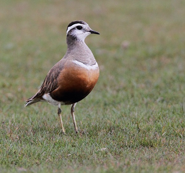 Dotterel - Waders and Plovers