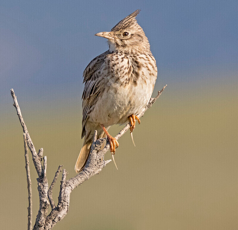 Crested Lark. - Lesvos April/May 2023