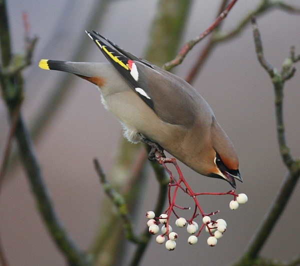 Waxwing - Cuckoos, Shrikes & Waxwings