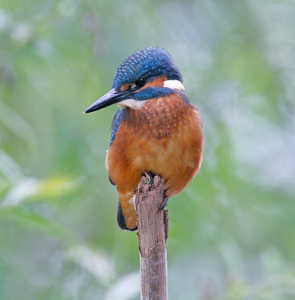 Kingfisher - Dippers, Kingfishers & Wagtails