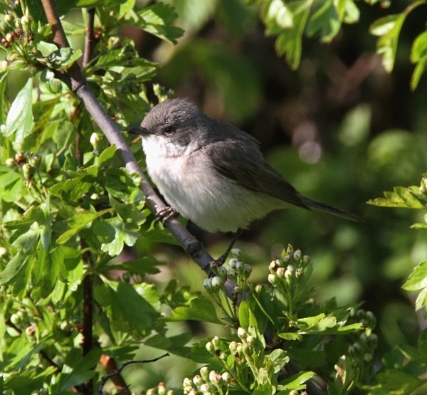 Lesser Whitethroat - Norfolk, Spring 2012