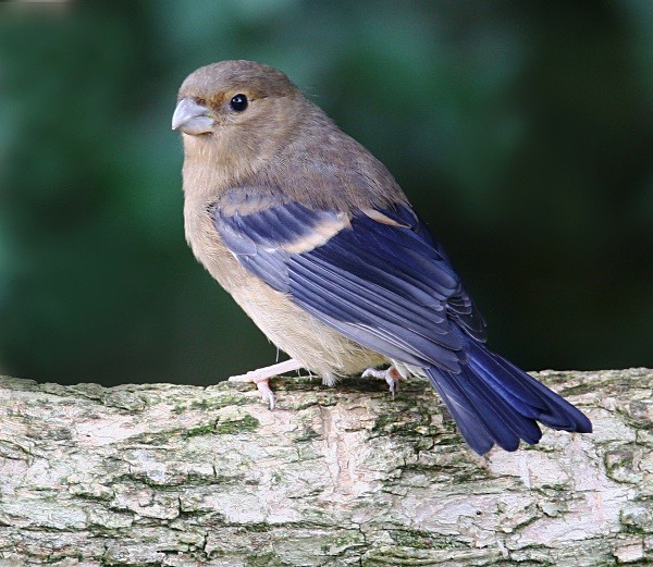 Bullfinch Juvenile - Finches