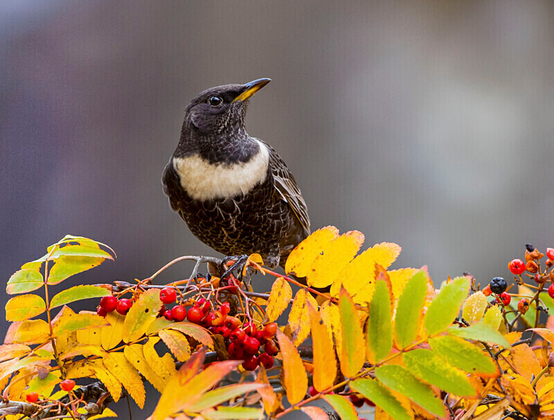 Ring Ouzel - Ring Ouzels