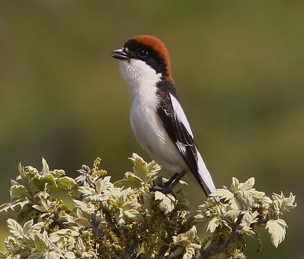 Woodchat Shrike - Lesvos 2011