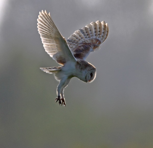 Barn Owl - Norfolk, Spring 2012
