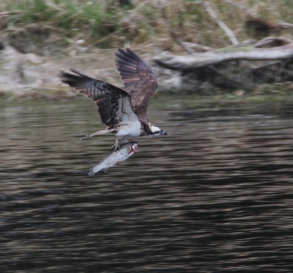 Osprey - Owls, Raptors, Corvids & Doves