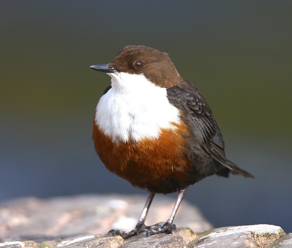 Dipper - Dippers, Kingfishers & Wagtails
