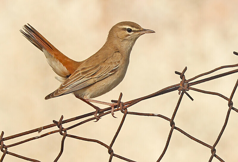 Rufous Scrub Robin - Lesvos 2025