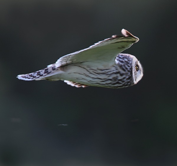 Short Eared Owl - Norfolk, Spring 2012