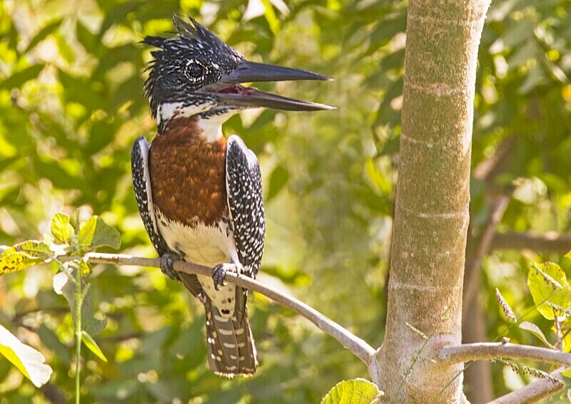 Giant Kingfisher - The Gambia Nov/Dec 2023