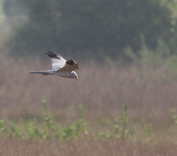 Pallid Harrier - Indian Birds