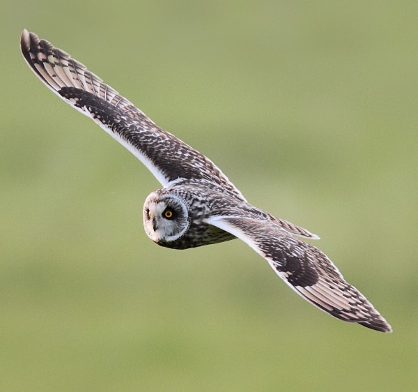 Short Eared Owl - Norfolk, Spring 2012