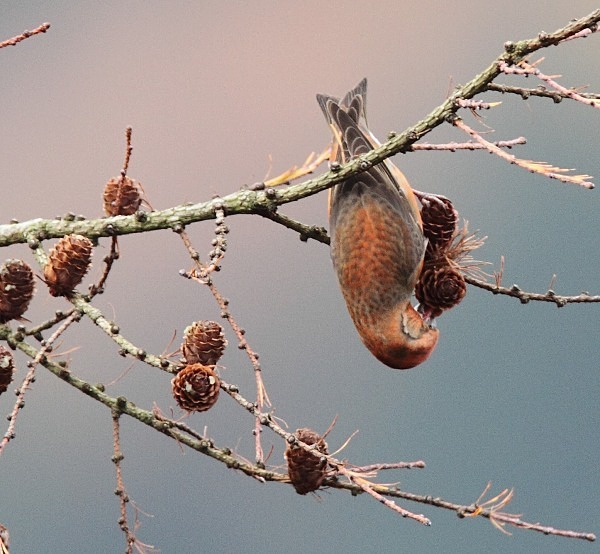 Male Crossbill - Crossbills