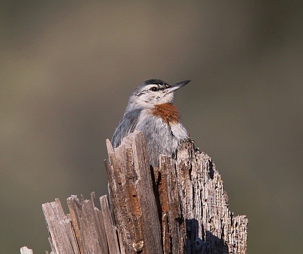 Kruper's Nuthatch - Lesvos 2011