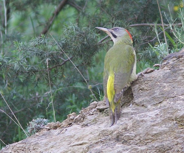 Levaillants Green Woodpecker - Morocco Birds