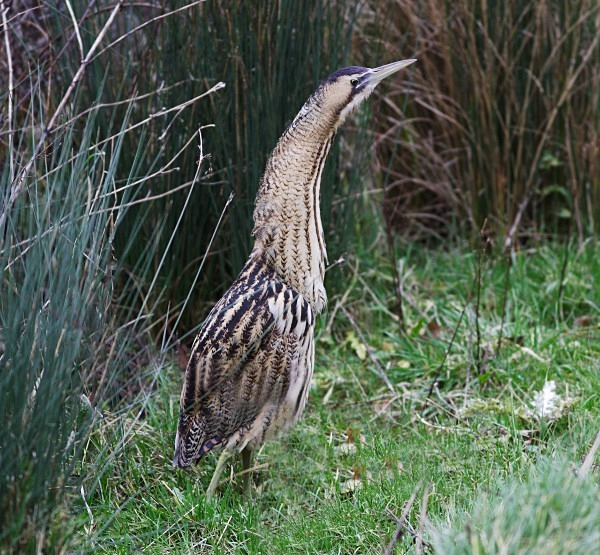 Bittern - Herons, Egrets, Rails & Divers