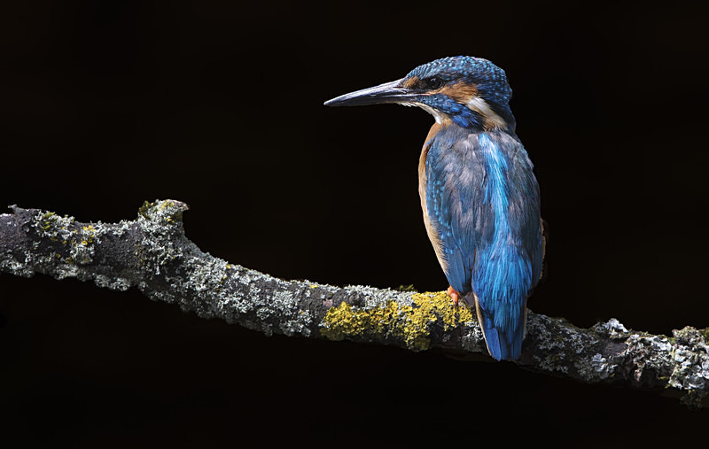 Male Kinghfisher - Kingfishers