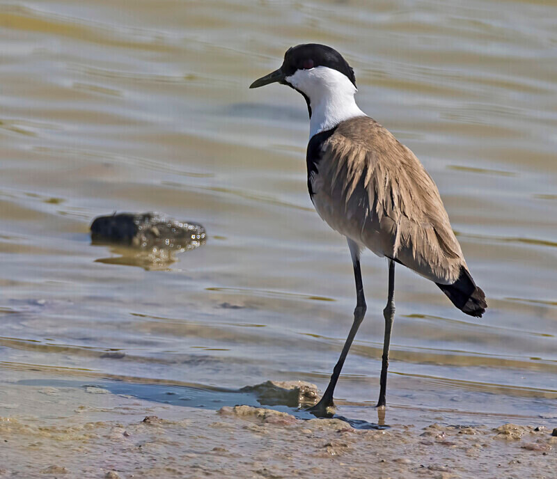 Spur Winged Plover/Lapwing. - Lesvos April/May 2023