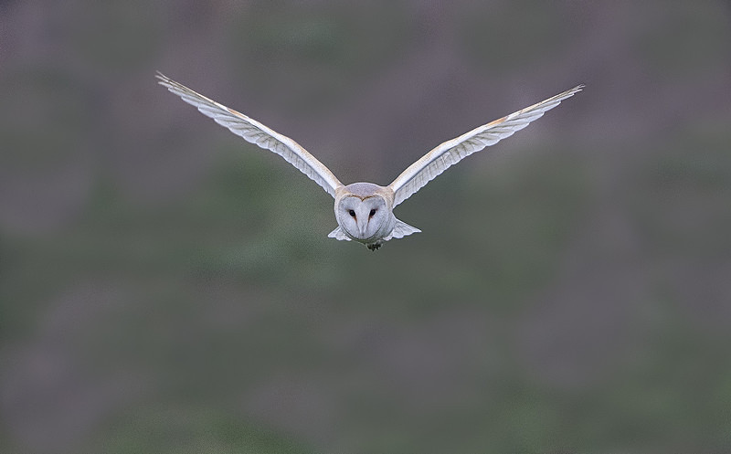Barn Owl - Norfolk Winter 2016