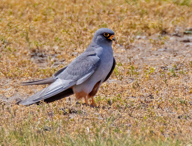 Red Footed  Falcon. - Lesvos April/May 2023