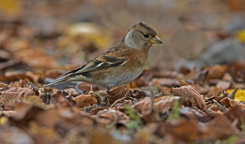Female Brambling. - Finches
