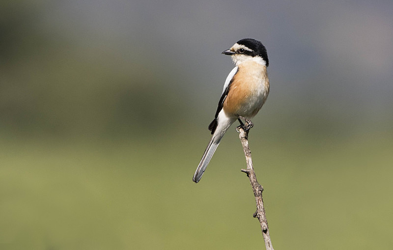 Masked Shrike - Lesvos 2015