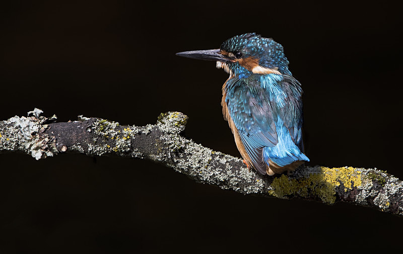 Male Kinghfisher - Kingfishers