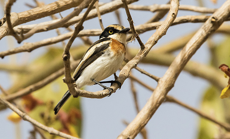Senegal Batiss. - The Gambia 2018