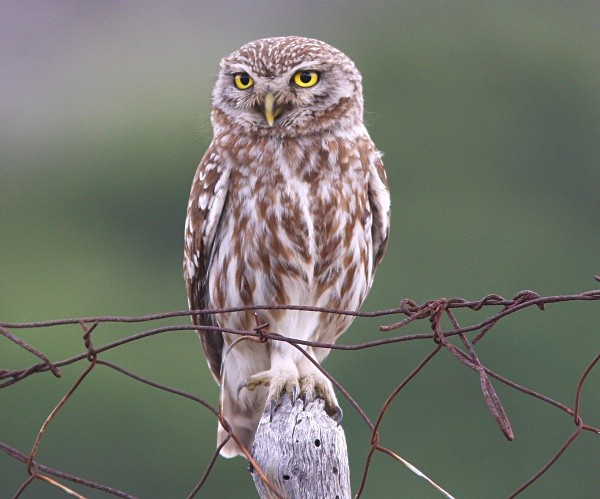 Little Owl - Lesvos 2011