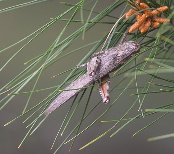 Egyptian Grasshopper (Lesvos) - From around the world