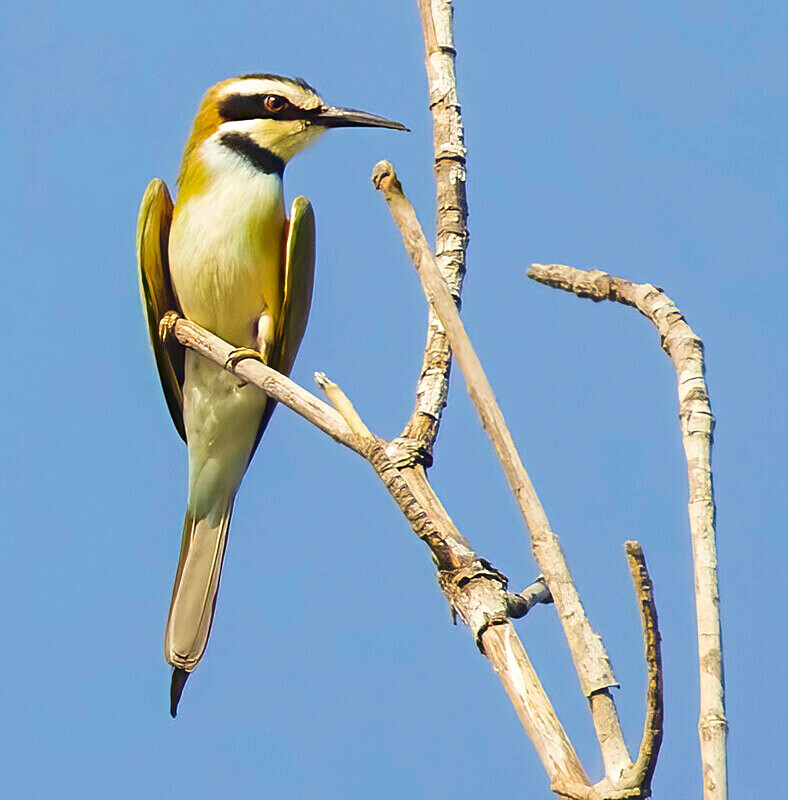 White Throated Bee Eater Juvenile - The Gambia Nov/Dec 2023