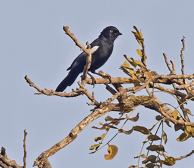 White Shouldered Black Tit - The Gambia Nov/Dec 2023