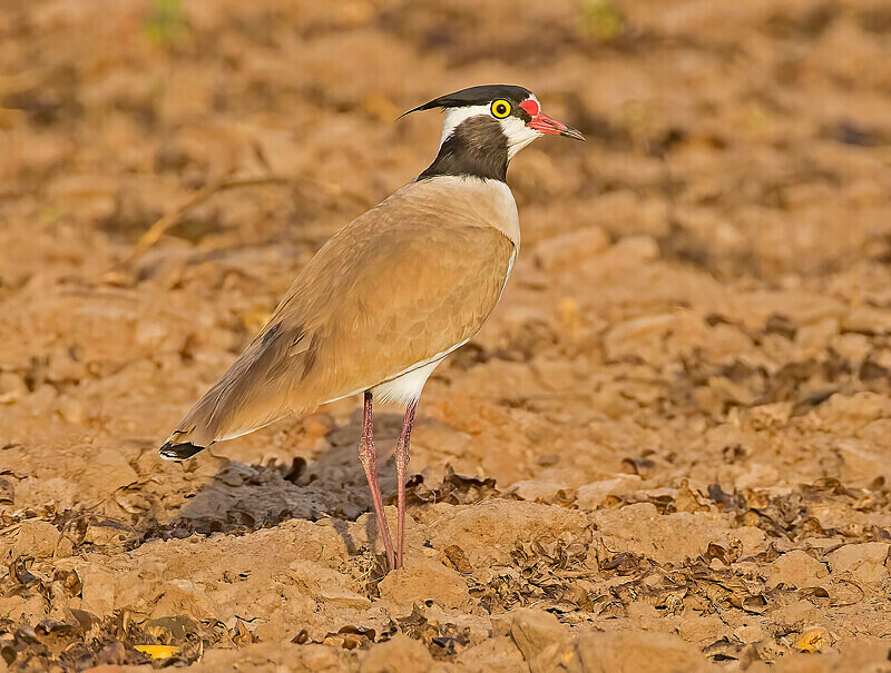 Black Headed Lapwing - The Gambia Nov/Dec 2023