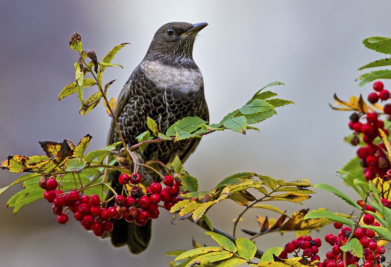 Female Ring Ouzel - Thrushes & Ouzels