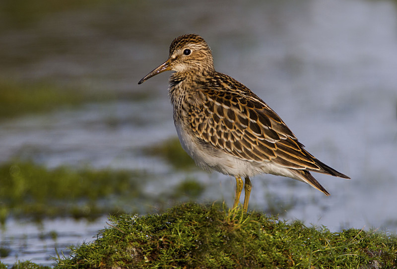 Pectoral Sandpiper - Waders and Plovers