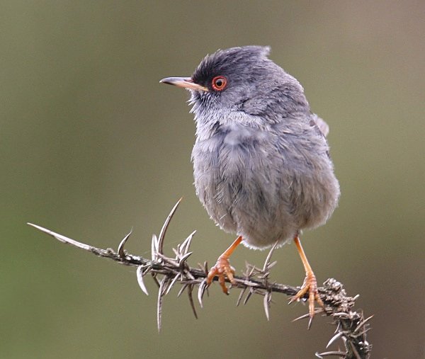  - Marmora's Warbler