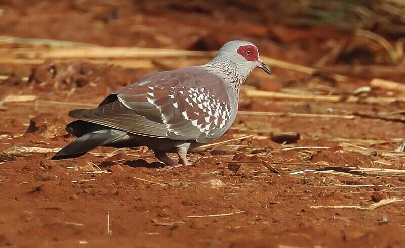 Speckled Pigeon - The Gambia Januarry 2026
