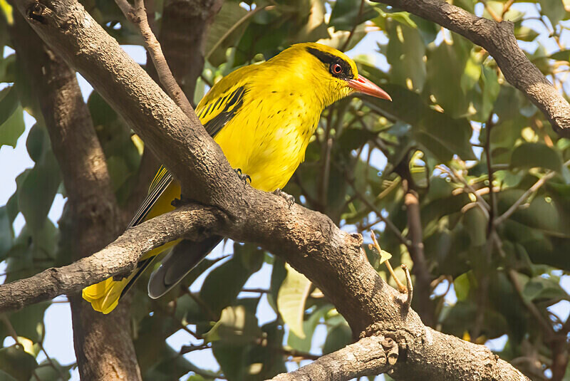 African Golden Oriole - The Gambia Nov/Dec 2023